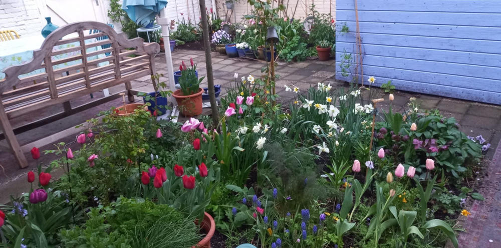 Bio Tulipa