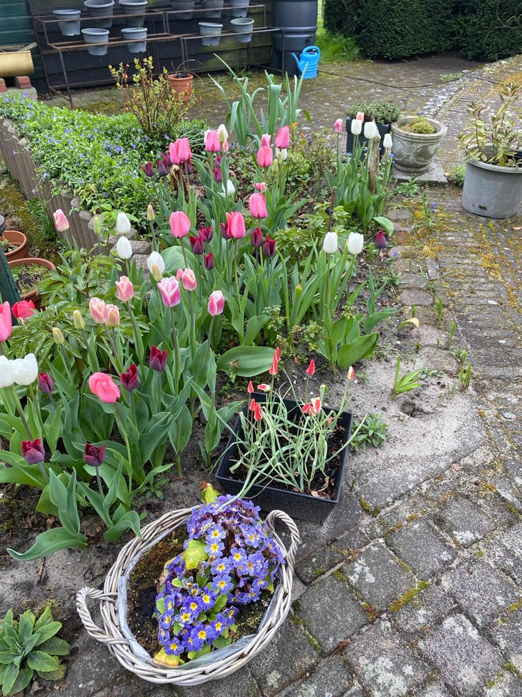 Bio tulpen pluktuin mix | 100 st. - Customer Photo From Lida van den Broek