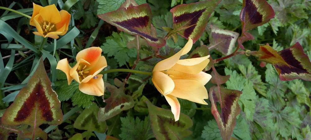 Bio Tulipa batalinii 