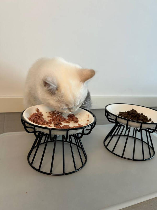 BALI - Ergonomische Katzennäpfe gegen Erbrechen und Schnurrhaarstress - Customer Photo From Micaela Bauer