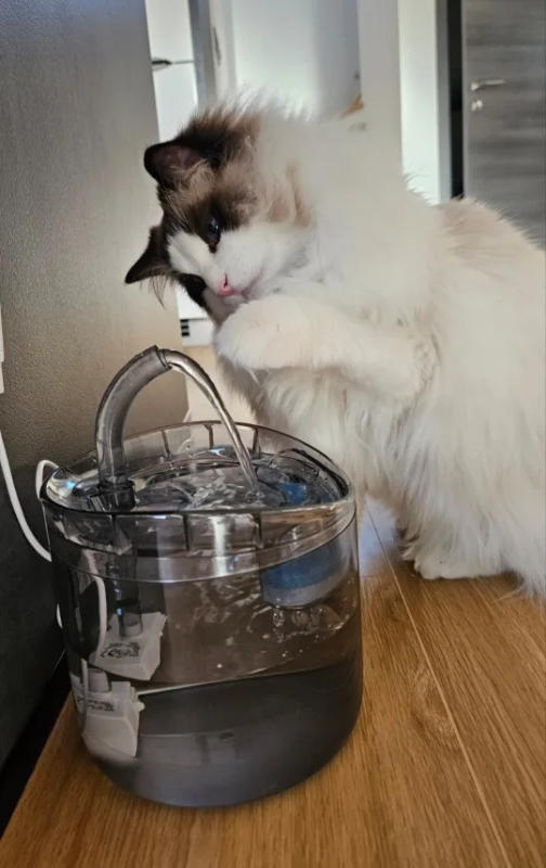 NEPTUN - Einzigartiger Trinkbrunnen der jede Katze zum trinken bringt - Customer Photo From Anita Hansen 