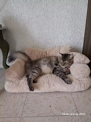 CATICO - Flauschige Katzencouch für einfache jede Katze - Customer Photo From Theresa P. 