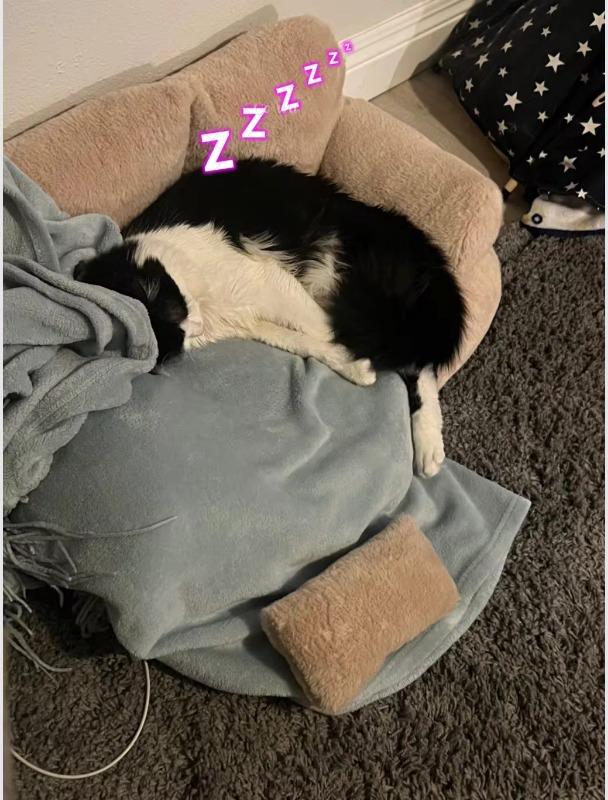 CATICO - Flauschige Katzencouch für einfache jede Katze - Customer Photo From Alexander V. 