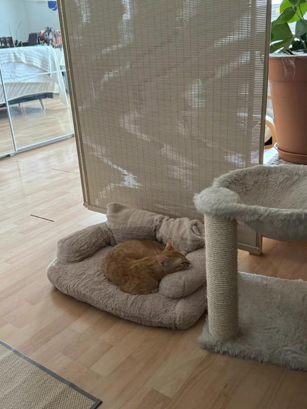 CATICO - Flauschige Katzencouch für einfache jede Katze - Customer Photo From Sabrina N. 