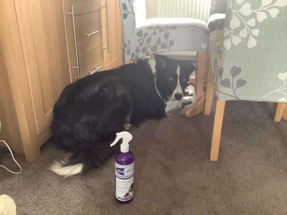 leucillin spray for dogs ears