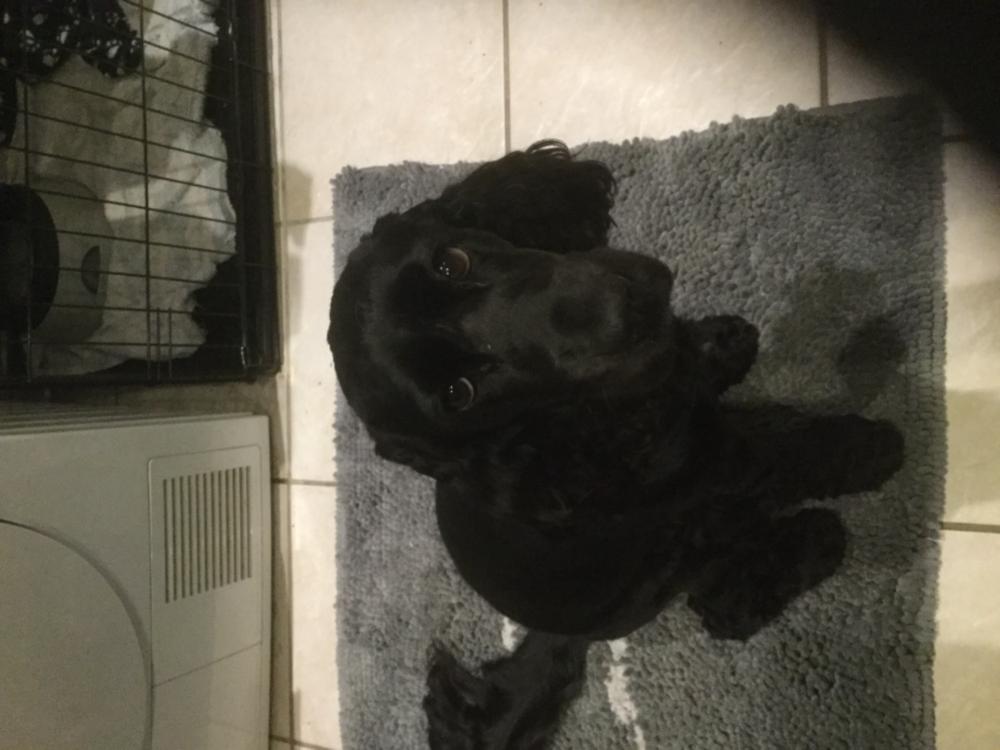 Soggy Doggy Doormat Ultimate Doormat For Dog Owners