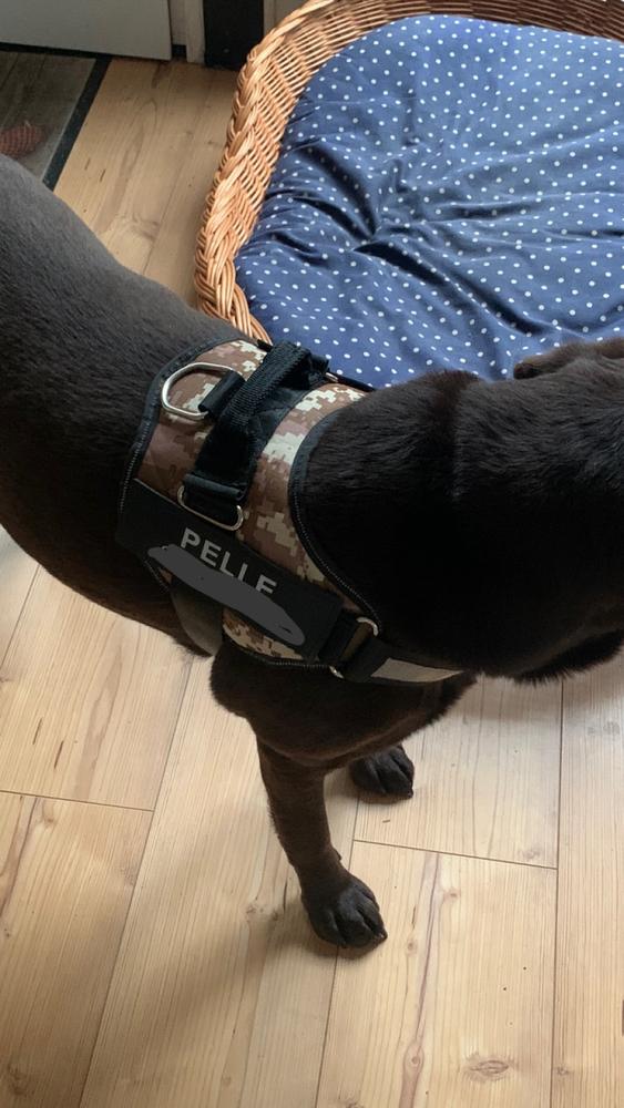 BELLARO - Anti-Zug Hundegeschirr für mehr Sicherheit & Komfort - Customer Photo From Jana Geißler