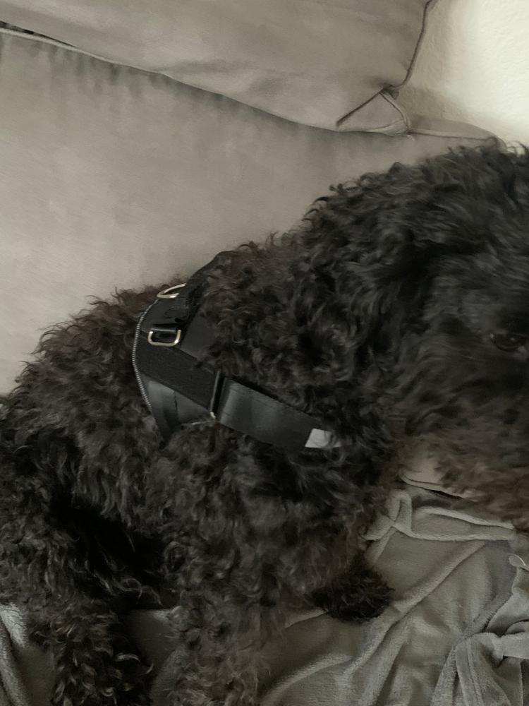 BELLARO - Anti-Zug Hundegeschirr für mehr Sicherheit & Komfort - Customer Photo From Daniel Haak