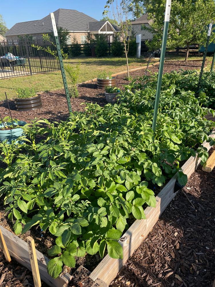 Soil³ Veggie Mix in a BigYellowBag - Customer Photo From Zulema Parks