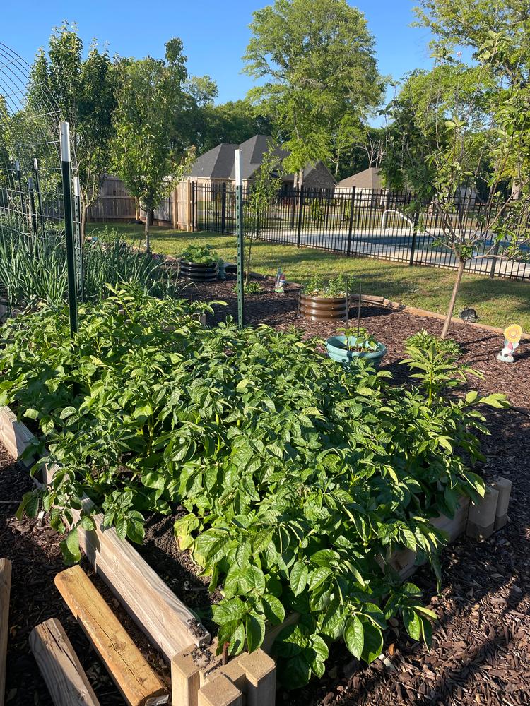 Soil³ Veggie Mix in a BigYellowBag - Customer Photo From Zulema Parks