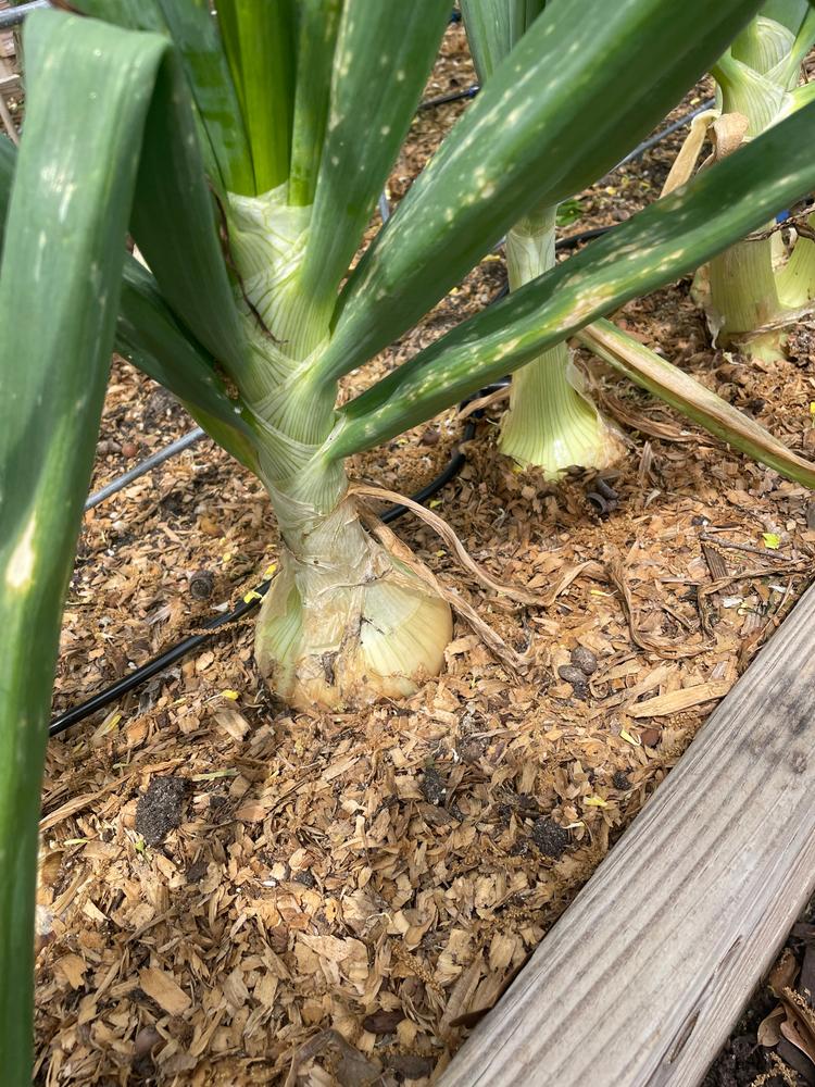 Soil³ Veggie Mix in a BigYellowBag - Customer Photo From Zulema Parks