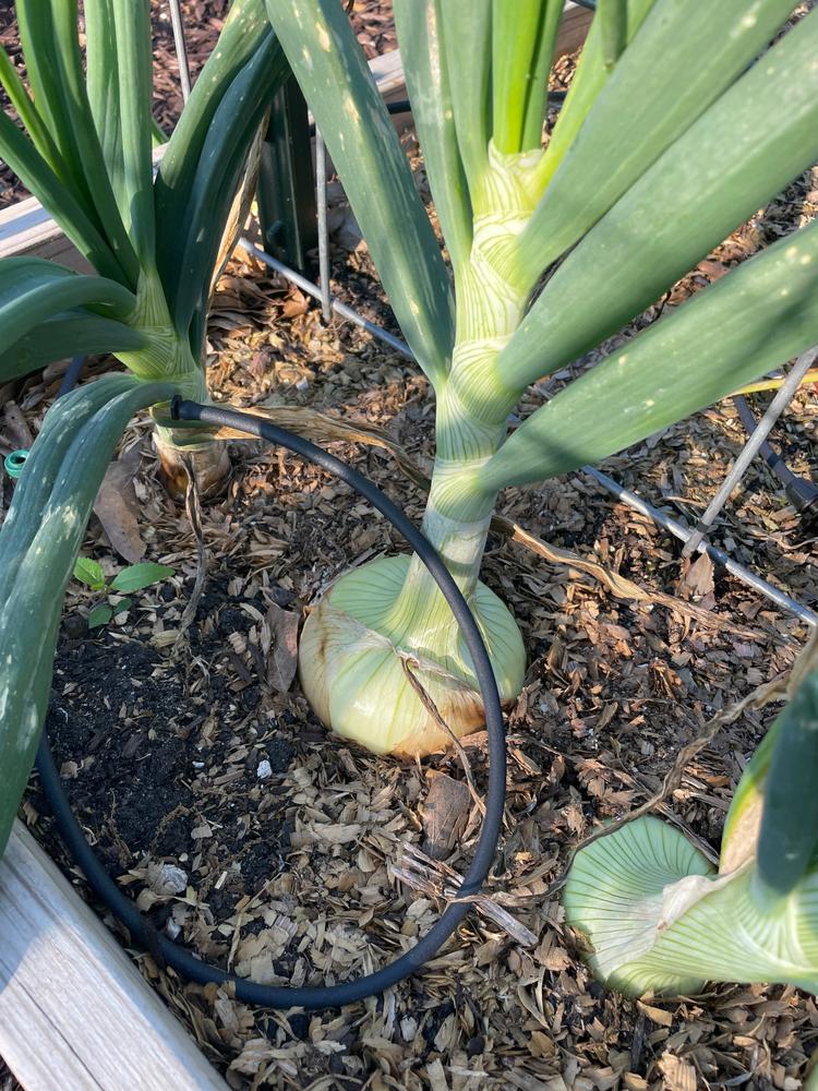 Soil³ Veggie Mix in a BigYellowBag - Customer Photo From Zulema Parks