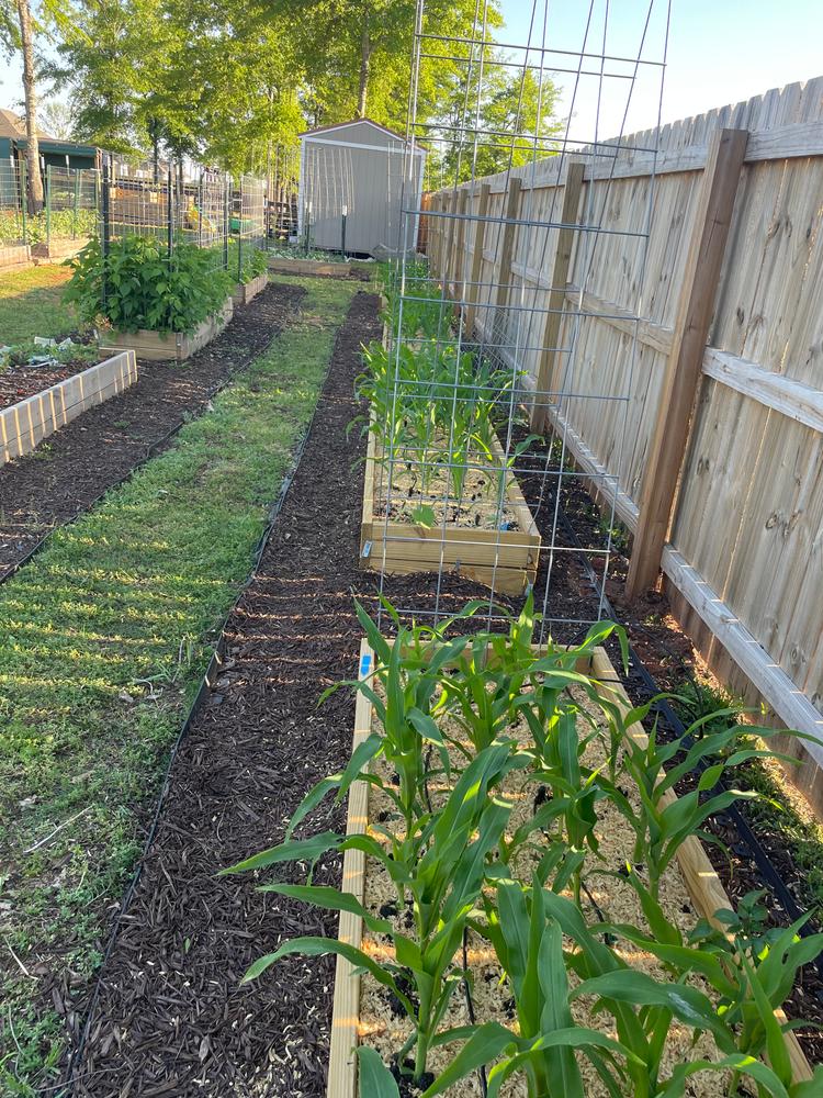Soil³ Veggie Mix in a BigYellowBag - Customer Photo From Zulema Parks