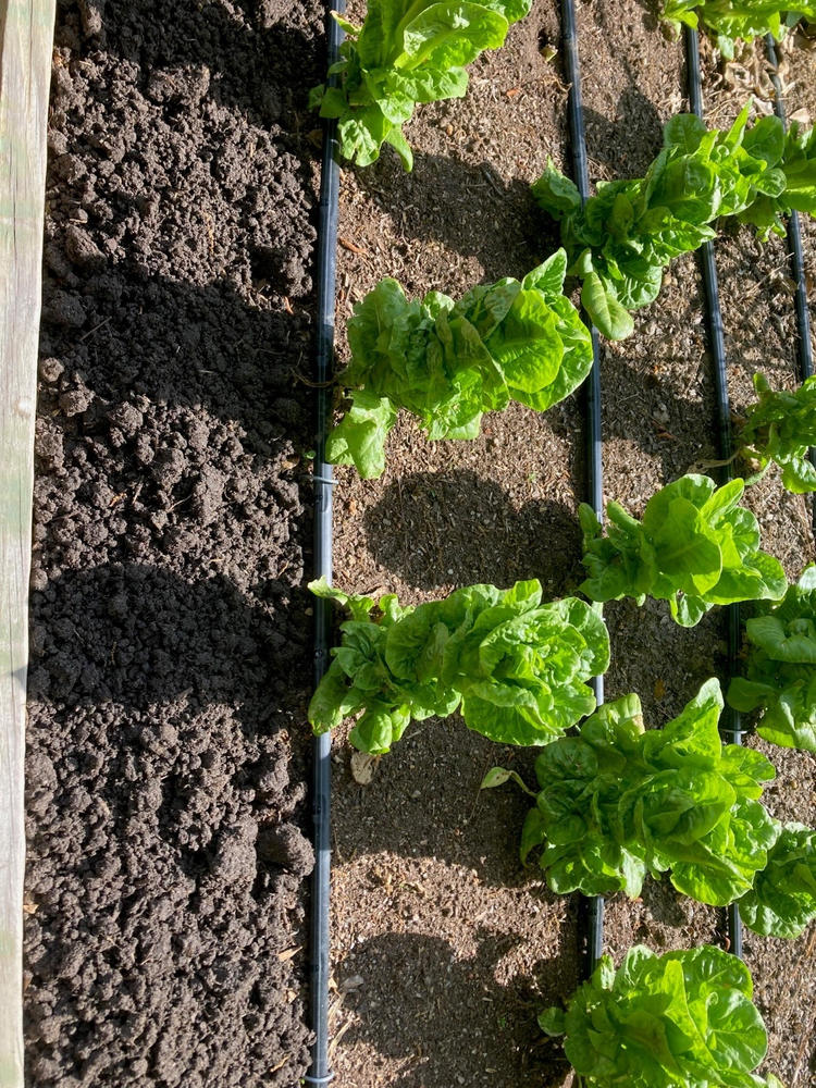 Soil³ Veggie Mix in a BigYellowBag - Customer Photo From Cameron Moore