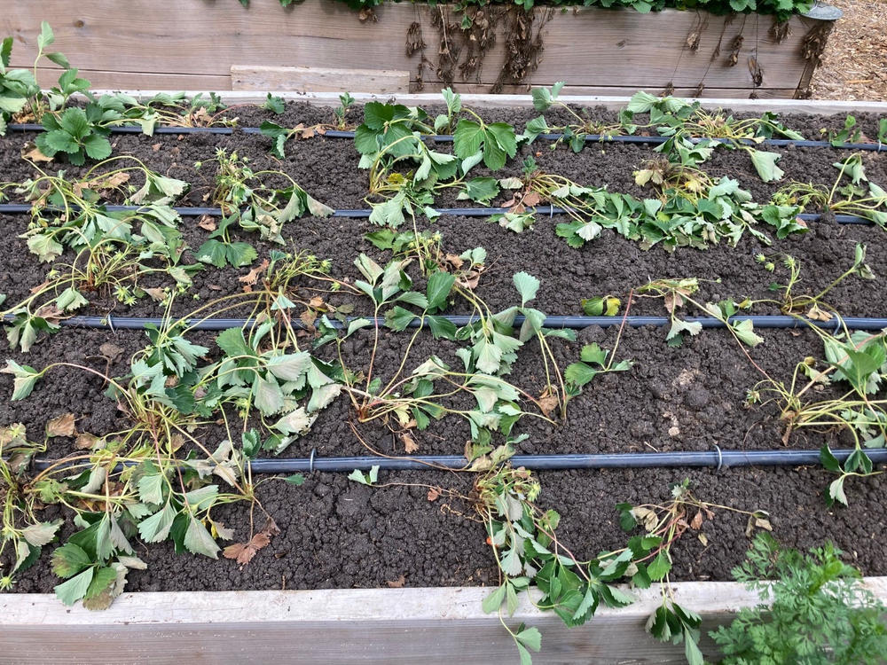 Soil³ Veggie Mix in a BigYellowBag - Customer Photo From Cameron Moore