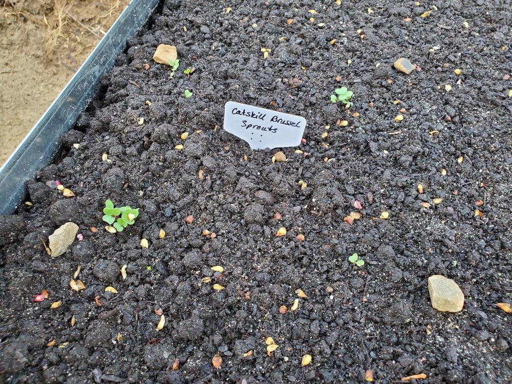 Soil³ Humus Compost in a BigYellowBag - Customer Photo From Nicole Vlach