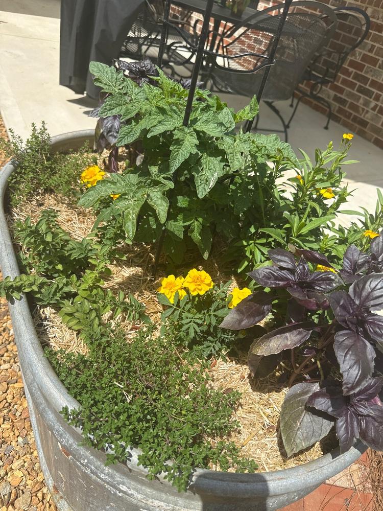 Soil³ Humus Compost in a BigYellowBag - Customer Photo From Stacy Underwood