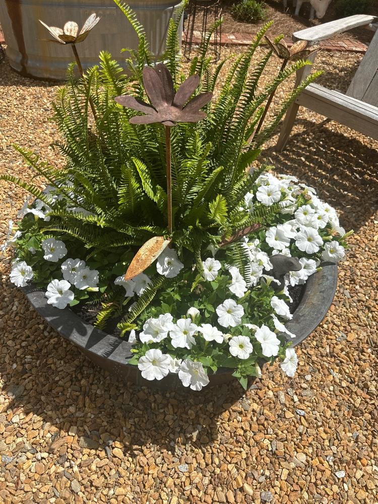 Soil³ Humus Compost in a BigYellowBag - Customer Photo From Stacy Underwood