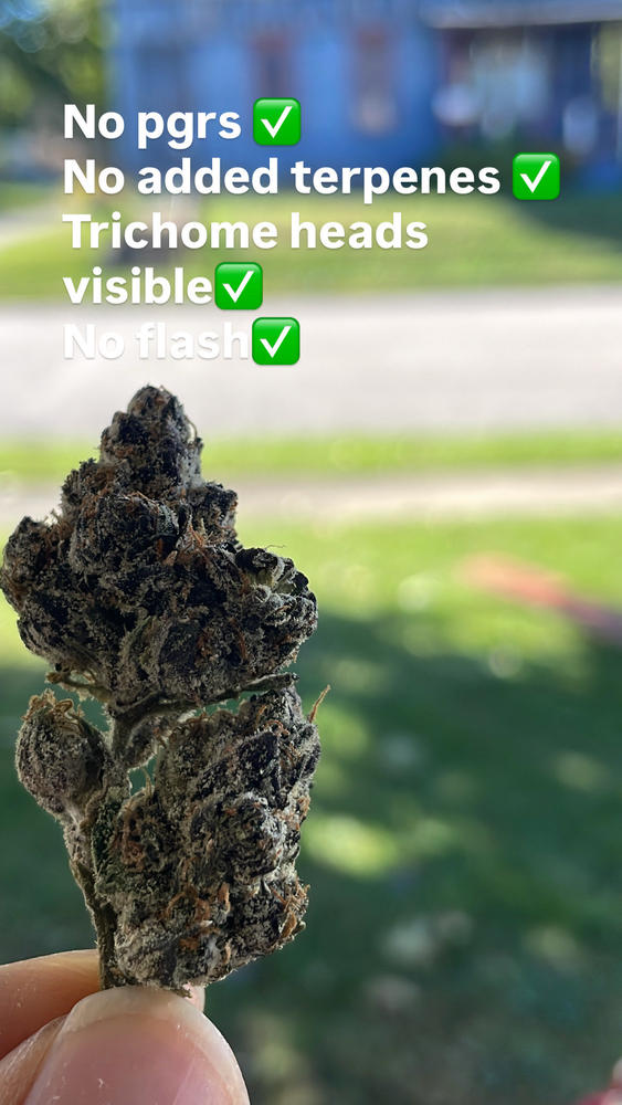 BLUE NERDZ THCA FLOWER (ZAZA) - Customer Photo From trell