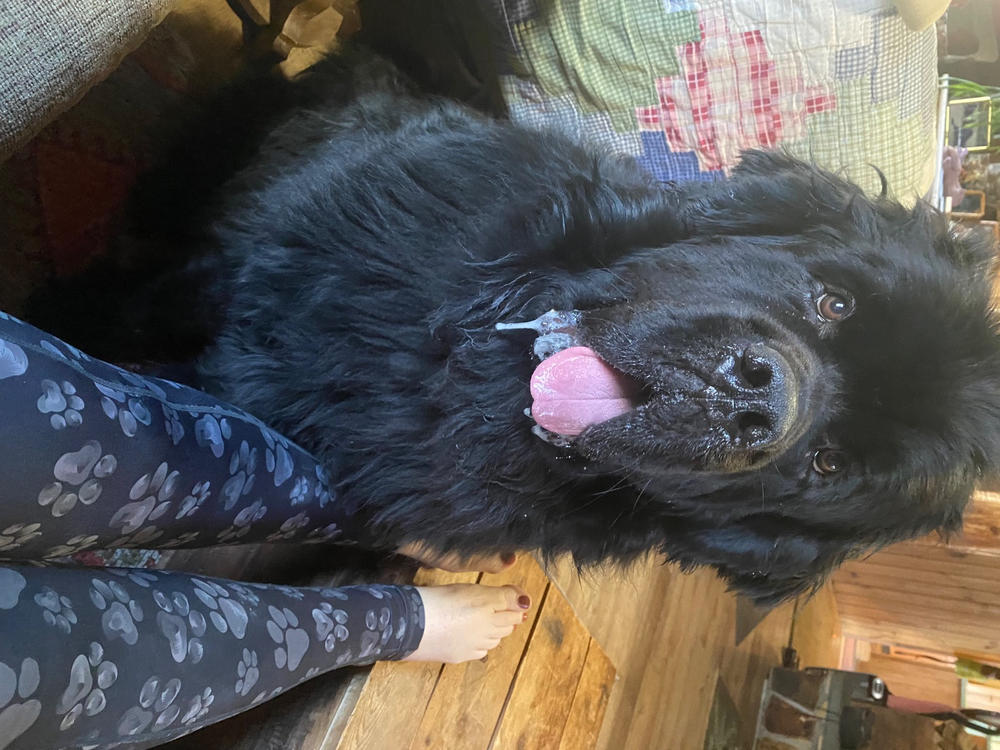Paws Off Leggings | Shadow - Customer Photo From Anonymous