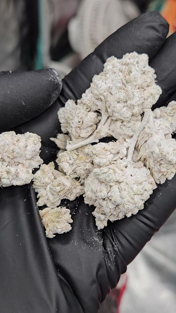 THCa Snowballs - Baby Yoda AAAA - 7G - Customer Photo From Ry Ni