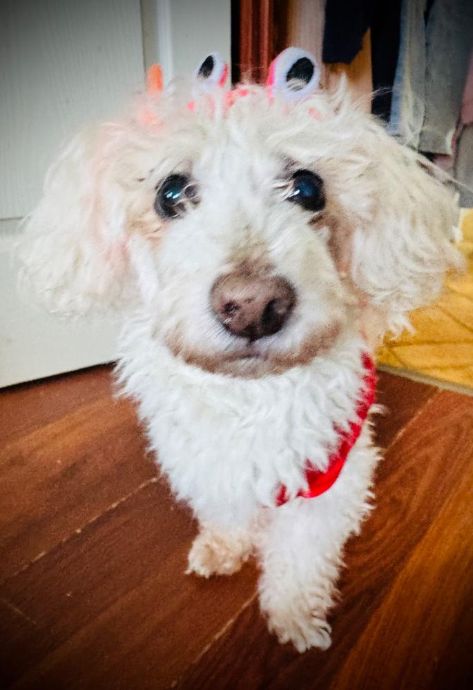 Arthrocol Mobility Senior izületvédő folyadék - 500 ml - Customer Photo From Zsanett Kerekes