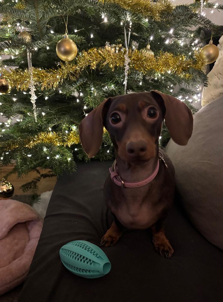 4DOGS szőr- és bőrtápláló jutalomfalat - 60 g - Customer Photo From Angyal Nikolett