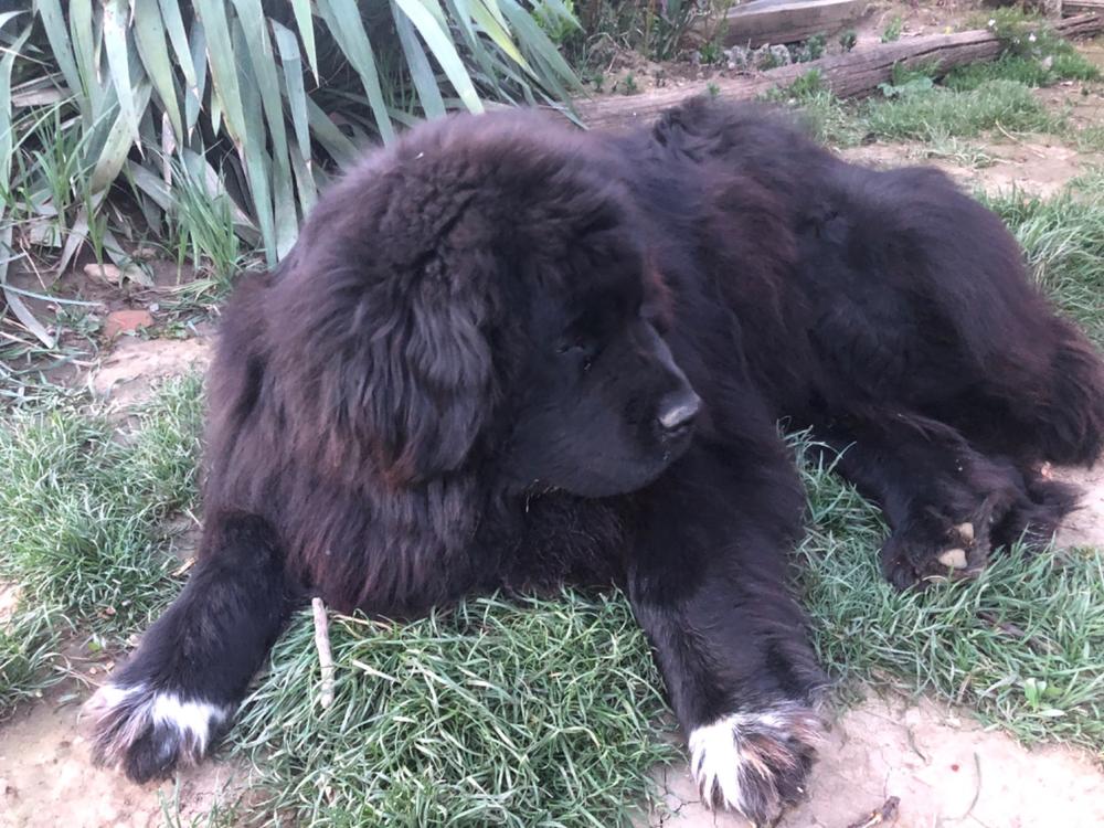 Kutya Szőr- és Bőrvédelem csomag - 100g Huminsav+100g Fiberboost+250ml Csukamájolaj+300g Sörélesztő - Customer Photo From Gyöngyi Adorján