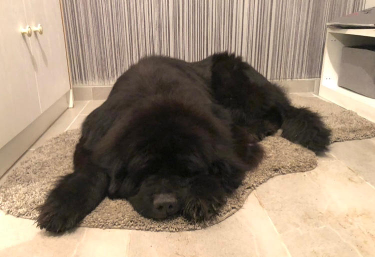 Kutya Szőr- és Bőrvédelem csomag - 100g Huminsav+100g Fiberboost+250ml Csukamájolaj+300g Sörélesztő - Customer Photo From Gyöngyi Adorján