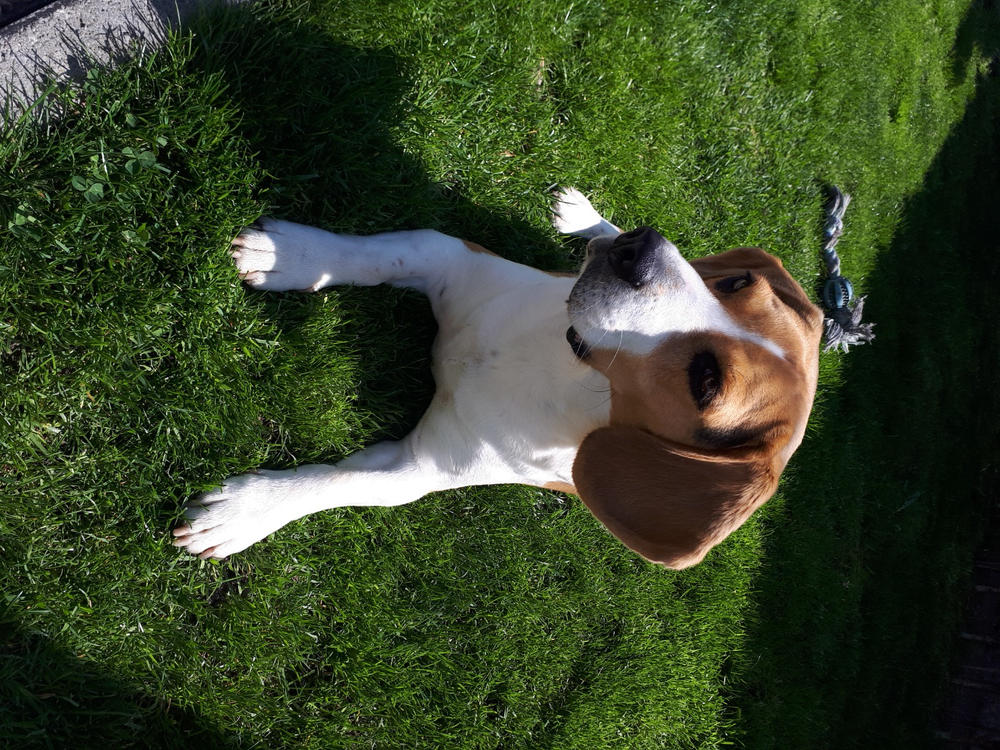 NORDCANIN VITARIOR ízületvédő folyadék - 500 ml - Customer Photo From Ildikó Kissné Gál