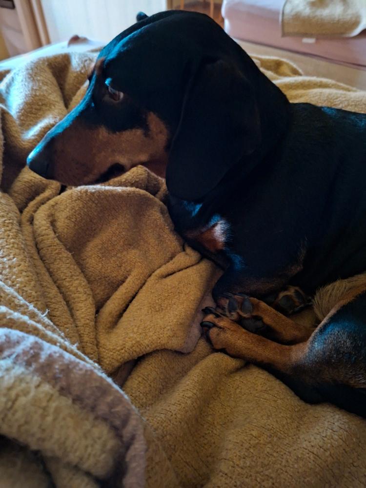 NORDCANIN VITARIOR ízületvédő folyadék - 500 ml - Customer Photo From Borbála Kramer