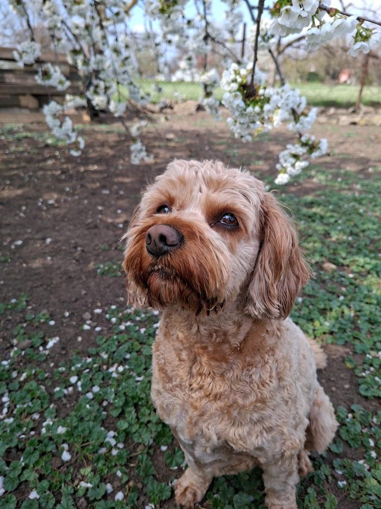 Belmante Hipoallergén Bárányos Hidegen Préselt Táp - 4 kg - Customer Photo From Éva Neicklné Forgó