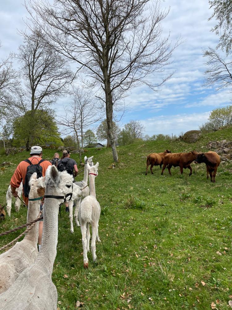 Alpacka promenad - Customer Photo From Hanna Silverstolpe