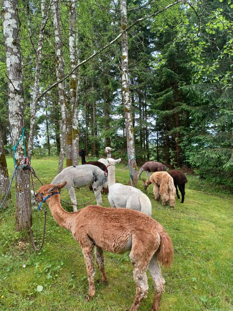 Alpacka promenad - Customer Photo From Veronica 
