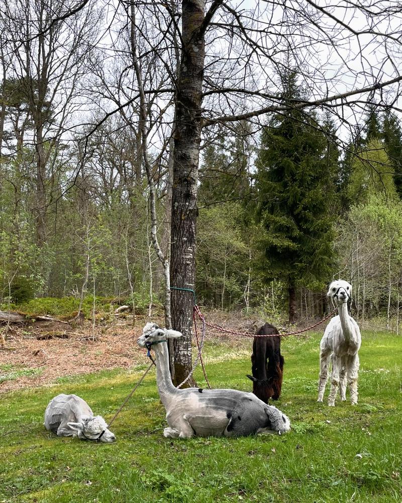 Alpacka promenad - Customer Photo From Hanna Silverstolpe