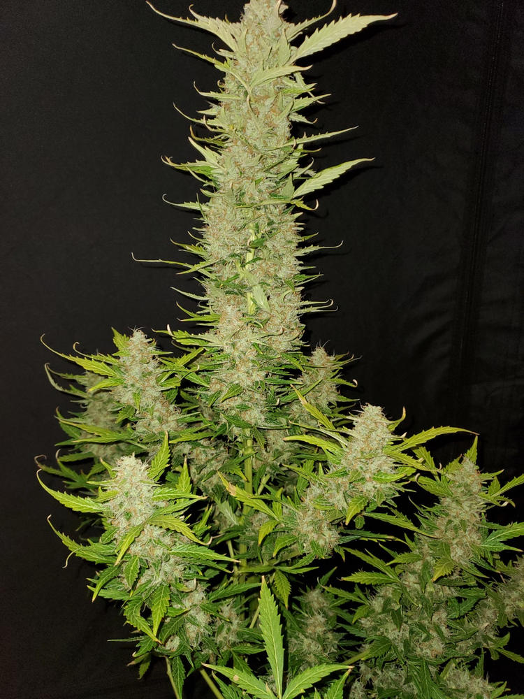 Girl Scout Cookies Extreme Autoflower