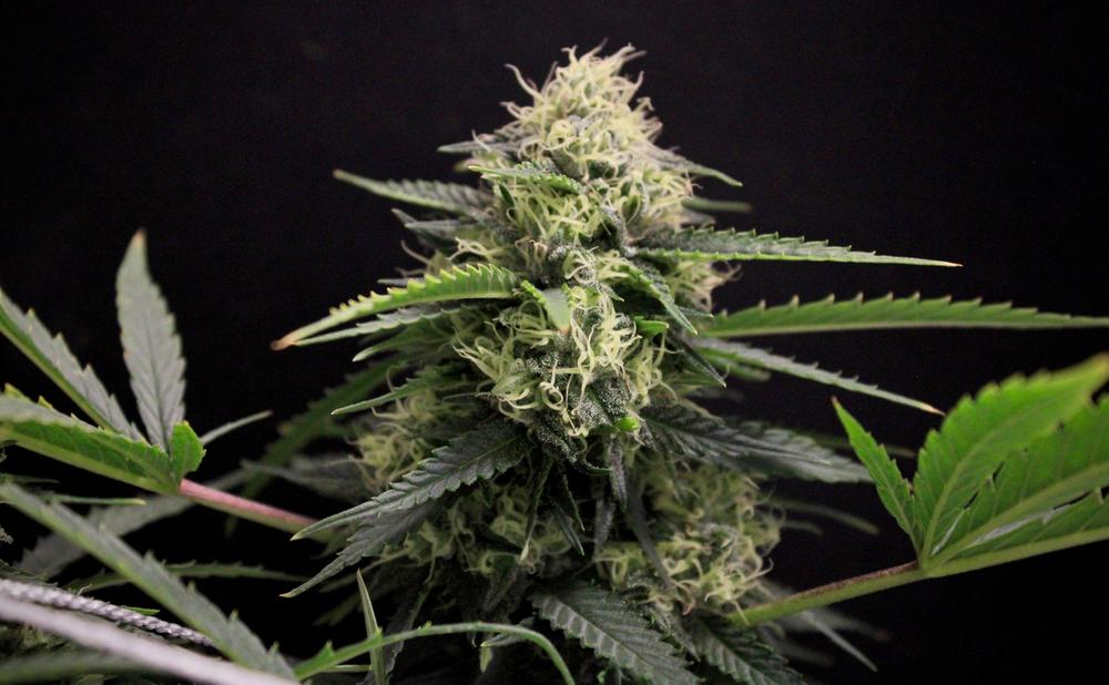 12 Highest Yielding Strains for Great Harvest in 2024 Cannabis Sensei