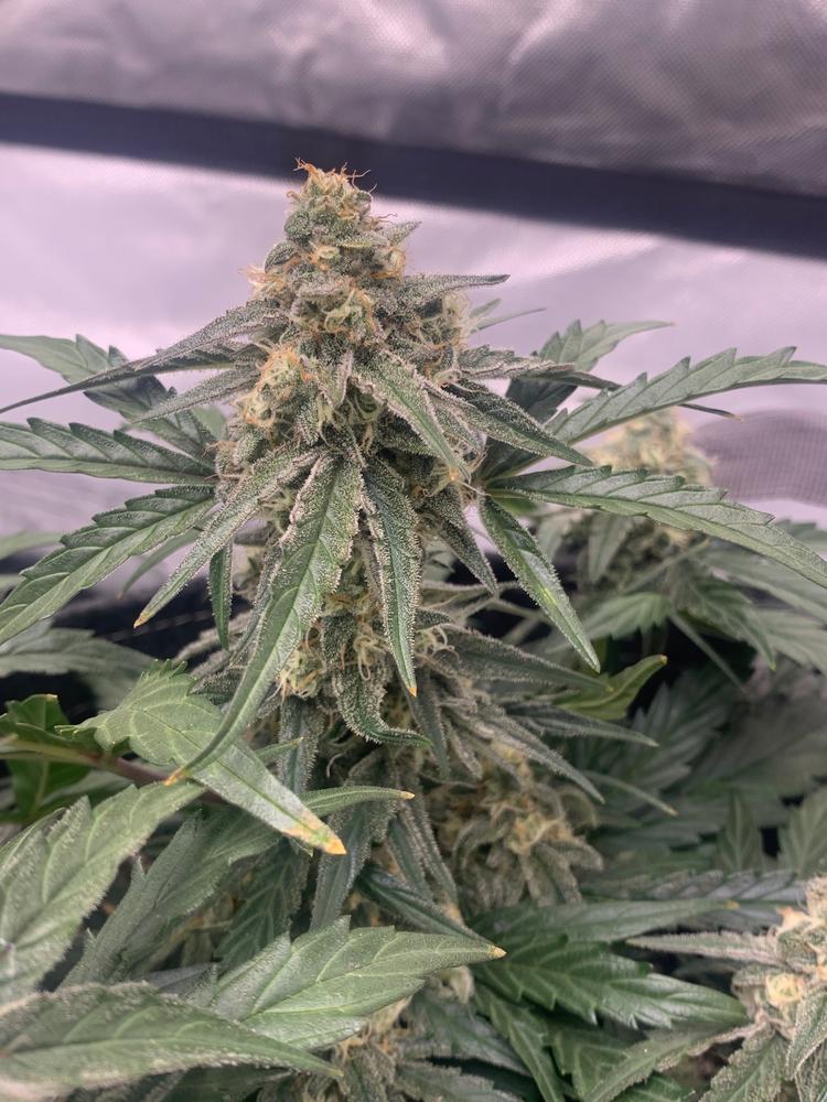 9 Best Autoflower Seeds: Top Autoflowering Picks For 2024