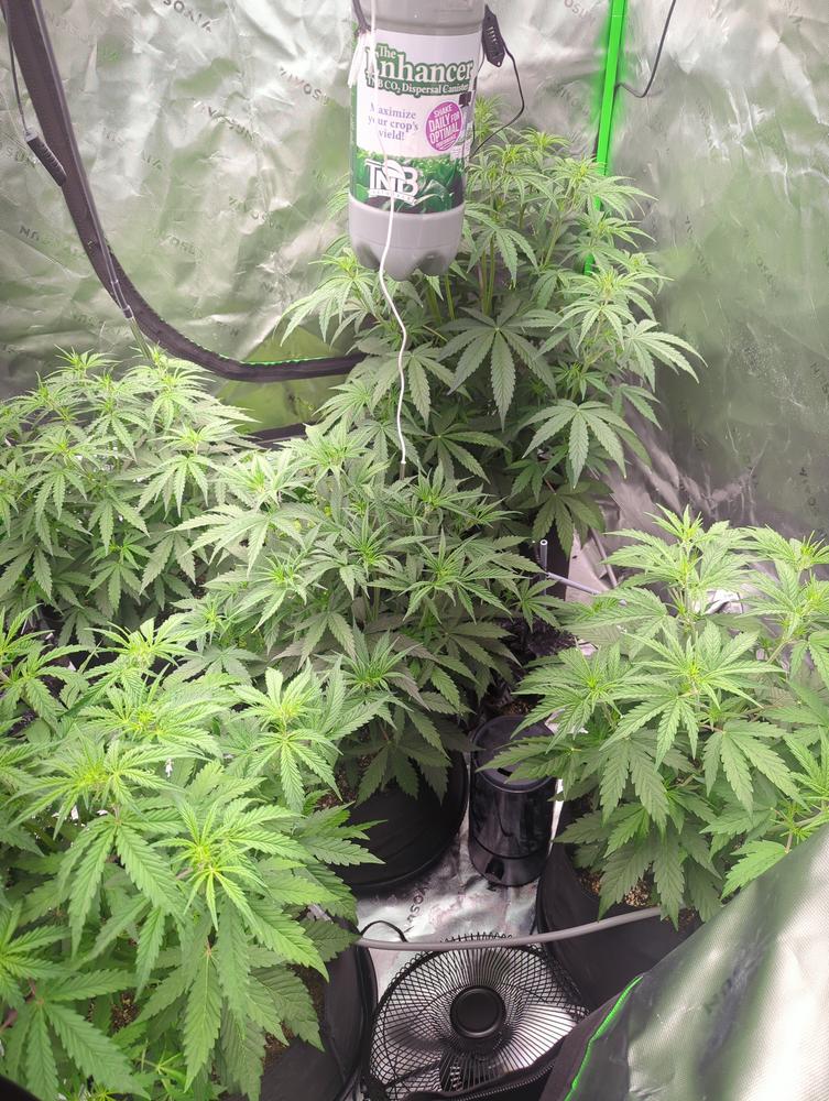 Apple Fritter Autoflower Seeds For Sale | Buy Online >>> ILGM Apple Fritter Autoflower Seeds For Sale | Buy Online >>> ILGM