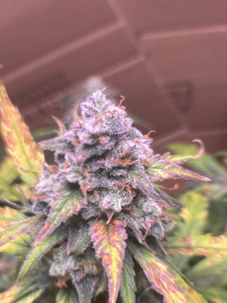 Mimosa Autoflower Seeds For Sale | Buy Online >>> ILGM