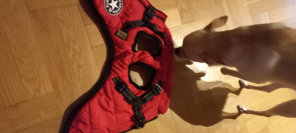 Bélelt téli kutyakabát hámmal - Piros, M - Customer Photo From Anonymous