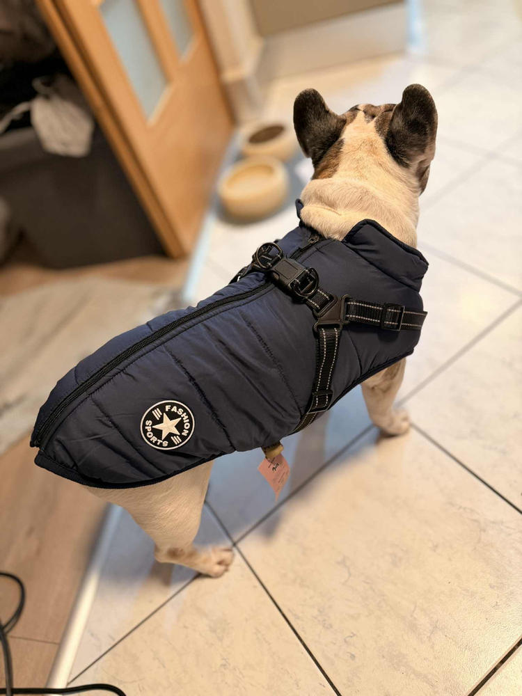 Bélelt téli kutyakabát hámmal - Kék, 3XL - Customer Photo From Anonymous