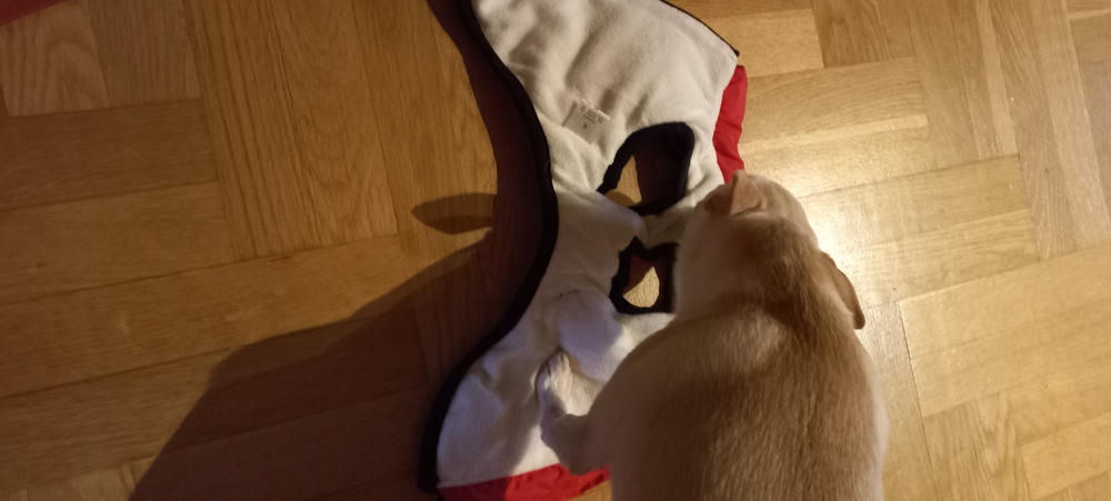 Bélelt téli kutyakabát hámmal - Piros, M - Customer Photo From Anonymous