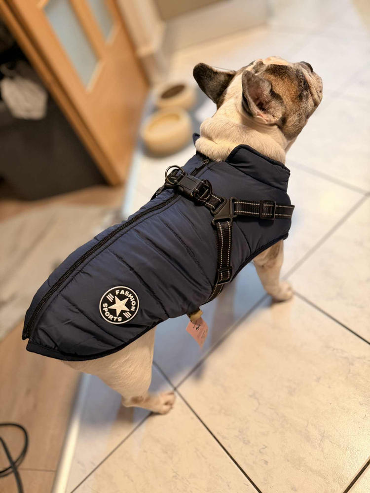 Bélelt téli kutyakabát hámmal - Kék, 3XL - Customer Photo From Anonymous