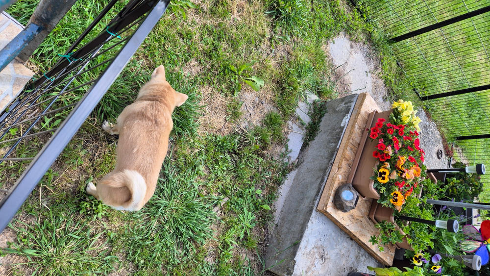 Kutyakennel Kültérre - 8 panelből - 70x80 cm - Customer Photo From Éva Demeter