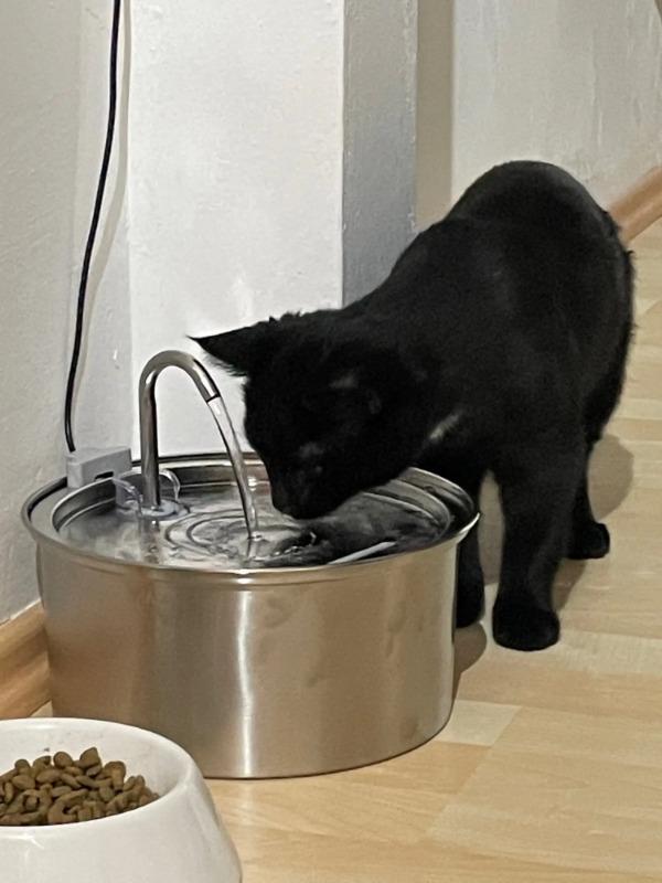 Aquamun Haustiertränke - Animiert zum Trinken und fördert die Gesundheit - Customer Photo From Emila 