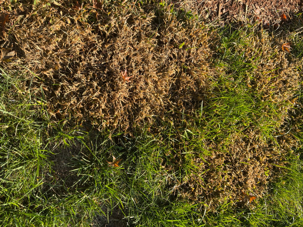 Quintessential Crabgrass Control | Yard Mastery