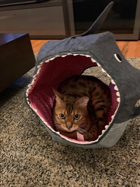 Great White Shark Cat Ball Cat Bed - Customer Photo From Ann Ivey
