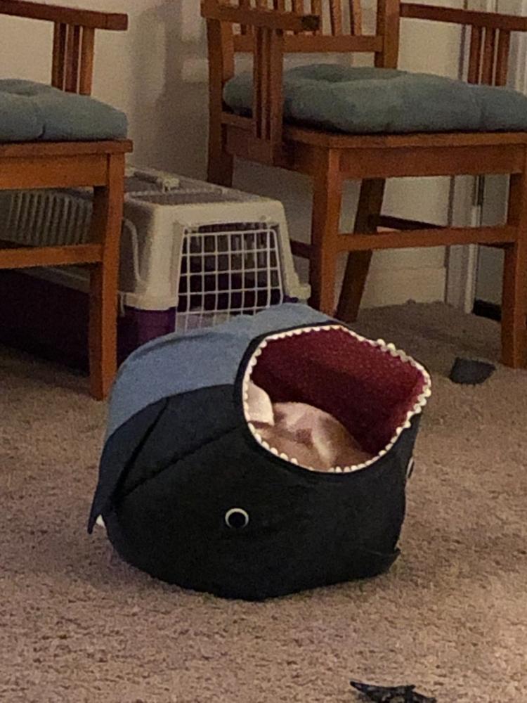 Great White Shark Cat Ball Cat Bed - Customer Photo From JUDIE MINDRUM