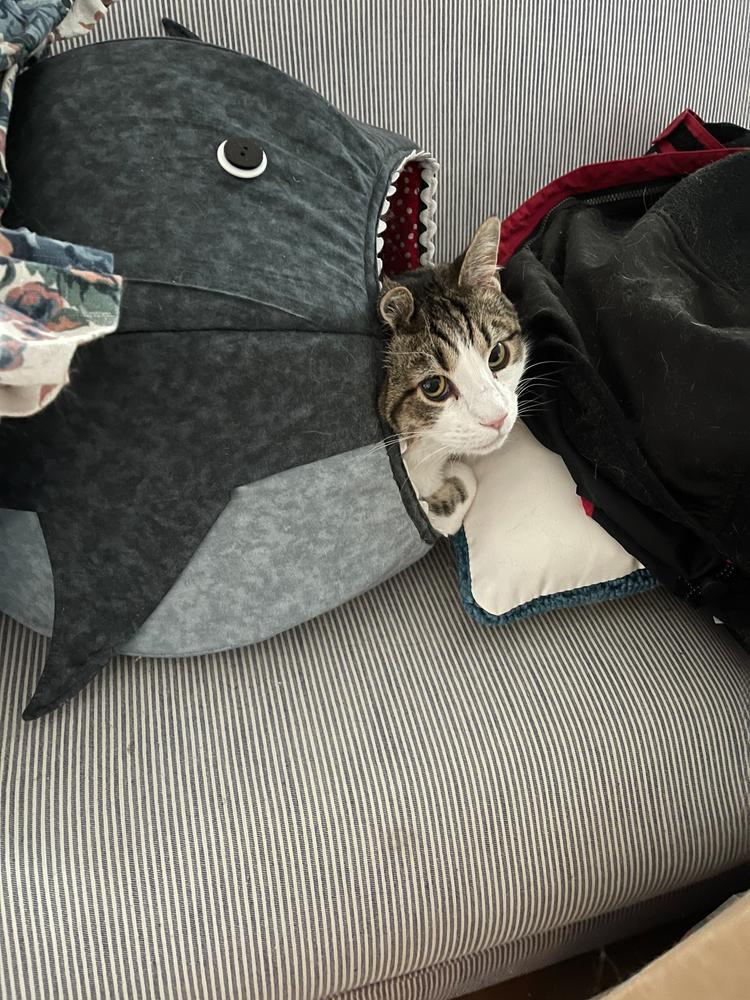 Great White Shark Cat Ball Cat Bed - Customer Photo From Gayle